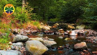 Звуки Леса Шум Воды Для Сна Звуки Лесного Ручья Белый Шум