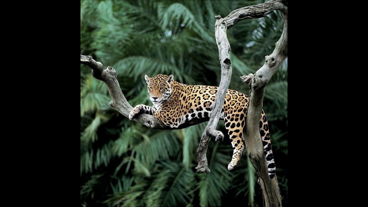 Por Vida - soul2slow