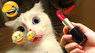 Try Not To Laugh 🤣 New Funny Cats And Dogs Video 😼