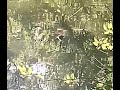 Wait for it ! #analoghorror #youtubeshorts #nature #snappingturtle #wildlife