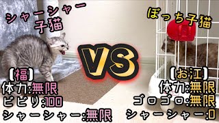 シャーシャー子猫と1人ぼっちになった子猫を会わせてみました。【保護猫】