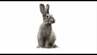 Dovşan Əti Halaldırmı? Tural Məmmədli