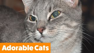 1 Hour of funny Cute Cats | Funny Pet Videos
