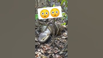 Big phython swallowing a deer 😳😳 #phython #snake #shorts #asmr