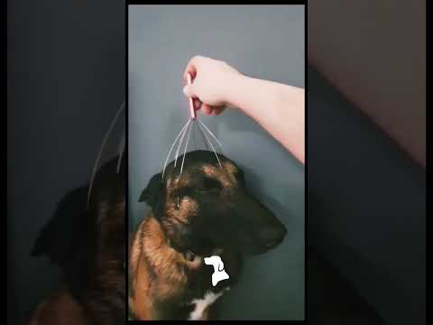 Funniest Dogs to Make Your Day Better 6 🐕  #funnydogs #funnyvideo #dogvideos #dog #meme