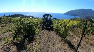 Работа на виноградниках в Крыму, сбор фруктов, Массандра (слет сыроедов 2019)