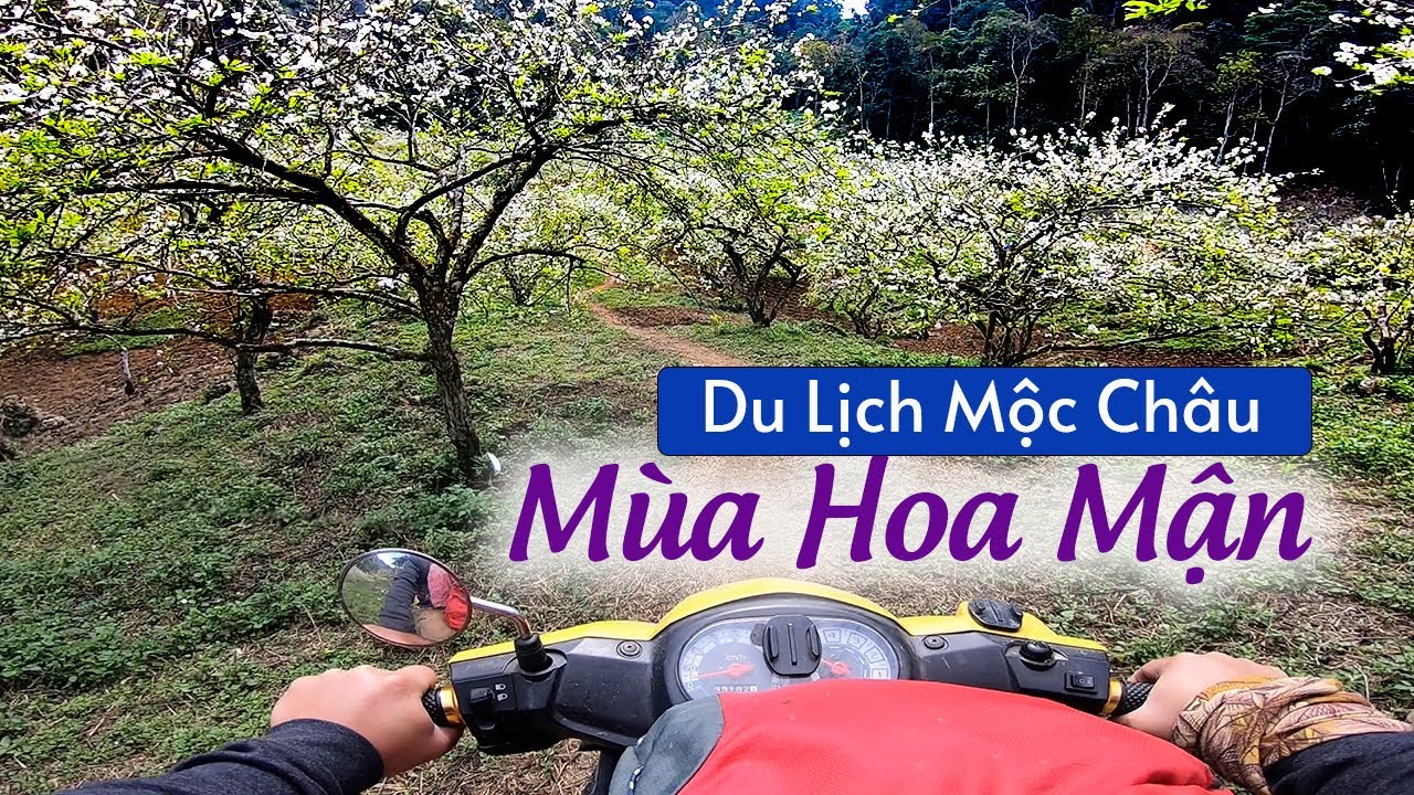 những điểm du lịch ở mộc châu New Có Phải Mùa Hoa Mận là Đẹp Nhất ở MỘC CHÂU-SƠN LA ? Du Lịch Mộc Châu P5 - Thung Lũng Mu Náu