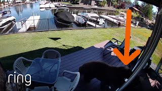 Bear Destroys Man’s Screen Door Trying to Get Inside His Home! | RingTV