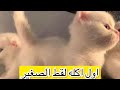 القط الصغير يجرب الاكل لاول مره شوفوا رد فعله // اكلات للقطط من عمر شهر #cutekitty #اكلات_للقطط