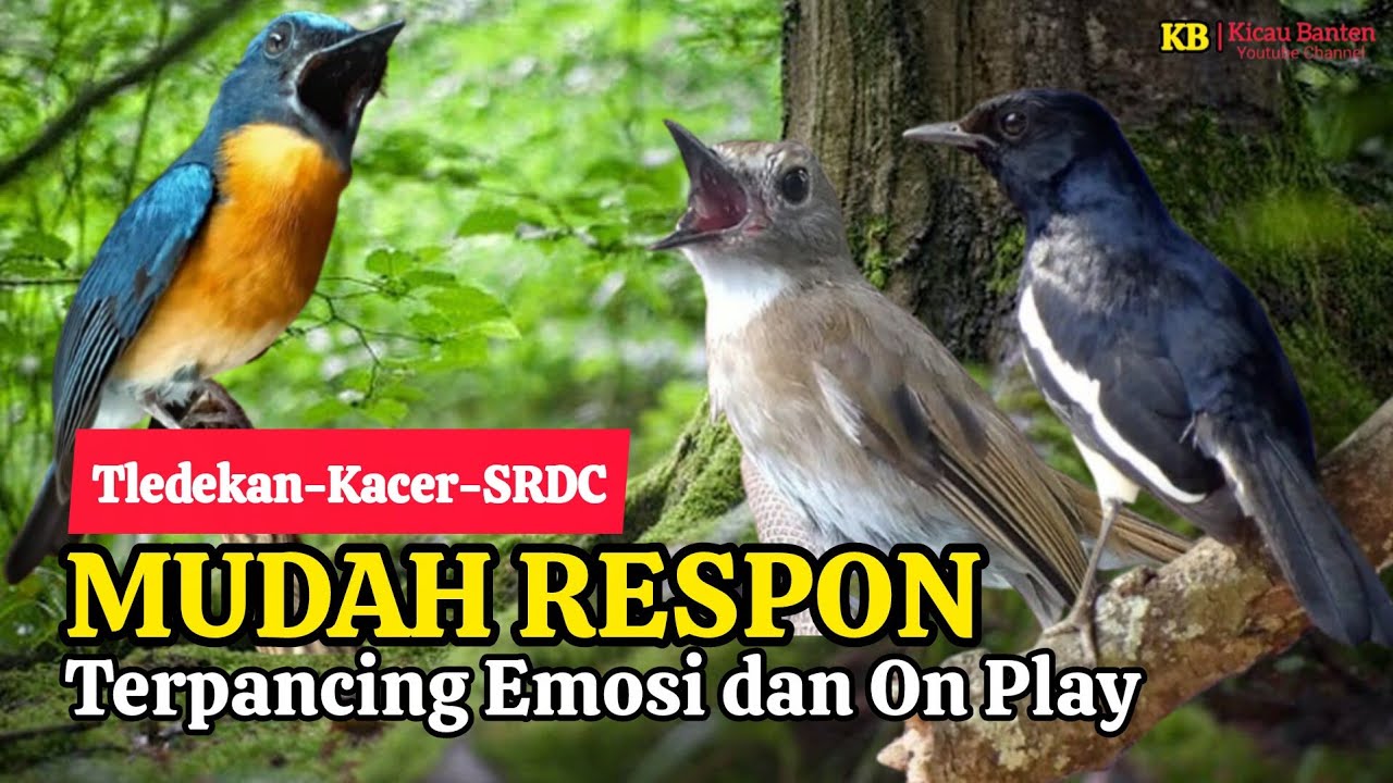 TERBUKTI AMPUH, MERANGSANG EMOSI TLEDEKAN GUNUNG, SRDC DAN KACER