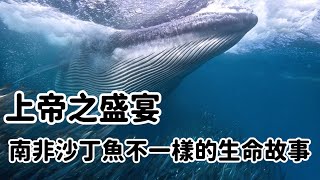自然奇觀！南非沙丁魚大遷徙：海洋中的壯麗盛宴。海洋，不一樣的生命故事，卻一樣地動人心魄。