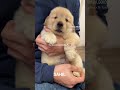 🥰 cute dog #dogs #cute #pretty #youtube #shorts #promote