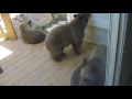 Bear Family Visits Us