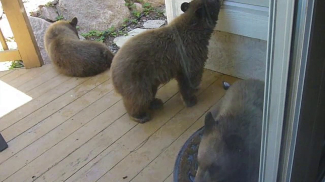 Bear Family Visits Us