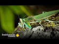 Praying Mantis and Southern Bell Frog