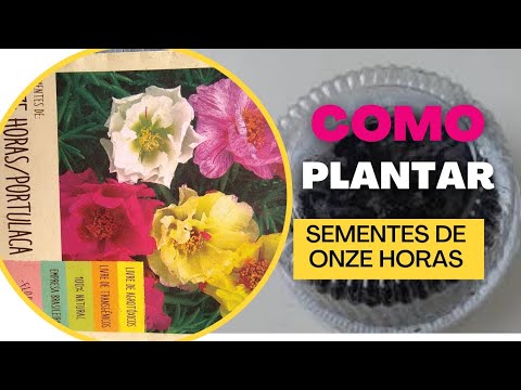 Como germinar sementes de onze horas - thptnganamst.edu.vn