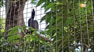 SUARA RANGKONG BADAK BIRAHI MANGGIL PASANGAN