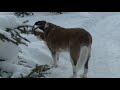 225lb St Bernard &quot;Shultzie&quot; goes for a WALK without prompting...ALMOST