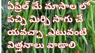 green chilli transplantation in April and May month types of high yielding green chilli seeds