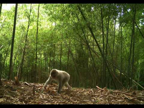 Wildlife captured on video in Fukushima