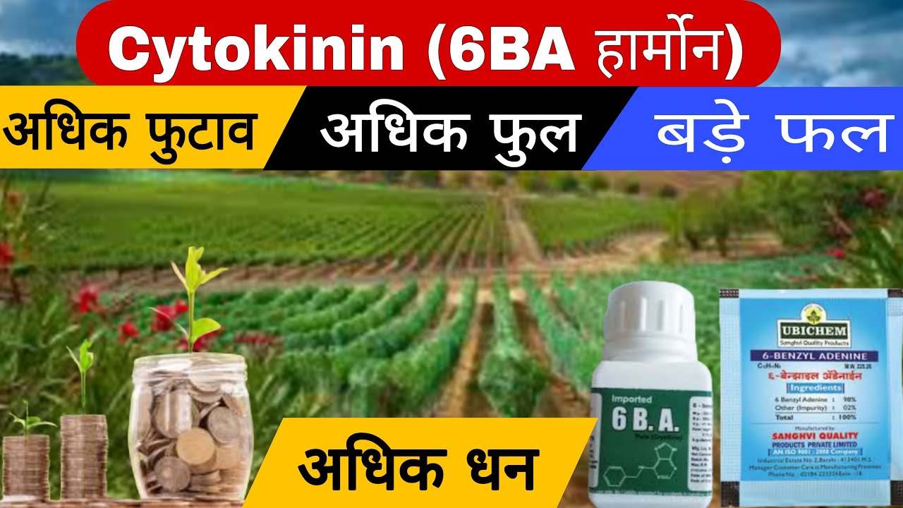 6BA हार्मोन का फसलों पर सही उपयोग | सही डोज व सही समय  | 6BA plant hormone |