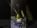 Lightning + luffa + Plants