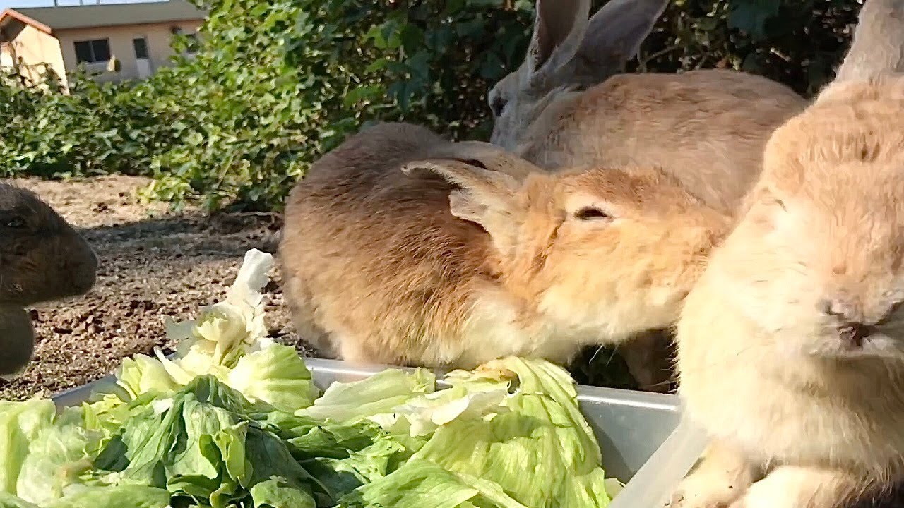Rabbit attacking by gnawing - YouTube