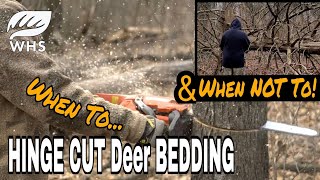 When to Hinge Cut (Or NOT!) Deer Bedding Areas
