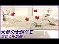 蟻戦争Ⅲ#95 大量のジョロウグモを狭い場所に押し込んだら、危険すぎた・・・。編~A large amount of jorospiders in the box.~