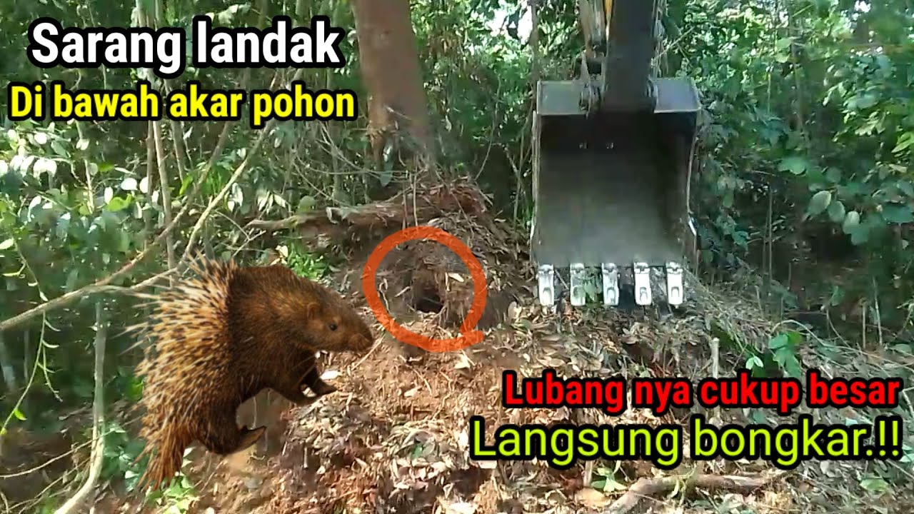 Excavator Buka Lahan sawit di hutan tempat landak bersarang langsung di bongkar habis