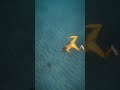 Hold your breath, make a wish, count to three.#tilleyvision #freediver #islandlife #daydream #shorts