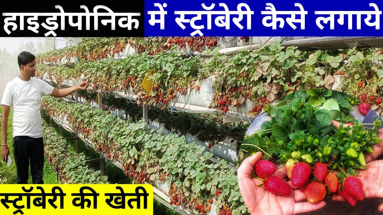 hydroponic में स्ट्रॉबेरी की खेती।strawberry।strawberry ki kheti