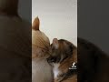 流行りに乗らざるを得なかった猫たち2 #shorts #ケツドラム猫 #ケツドラム #ケツドラム猫のみな #三毛猫 #茶シャム #笹かま猫