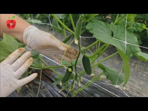 Video: Yarpağın axilində?