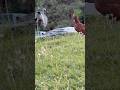 Chickens hanging out with a heron sculpture #chickens #chicken #bird #birdlover #backyardchickens