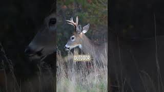 Share your best tips for new hunters! #Whitetail #Advice
