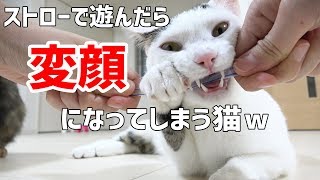 ストローで遊ぶと変顔になってしまう猫が可愛い