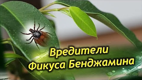 Вредители Фикуса Бенджамина! Как бороться с вредителями Фикуса!
