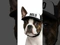 Custom Dog Trucker Hat with Name 🧢🐶 | The Cutest Summer Look for Your Pup!