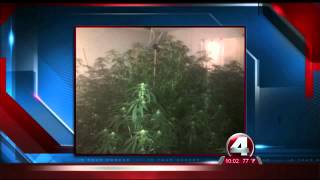$500,000 worth of marijuana in Lehigh Acres homes