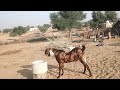 #Ajmera me top quality breeder Anant baccha #अजमेरा और सिरोही में ब्रीडर #फौजी गोट फार्म चूरू