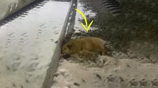 Poor Dog Lying Helplessly on The Railway Tracks In The Cold Snow
