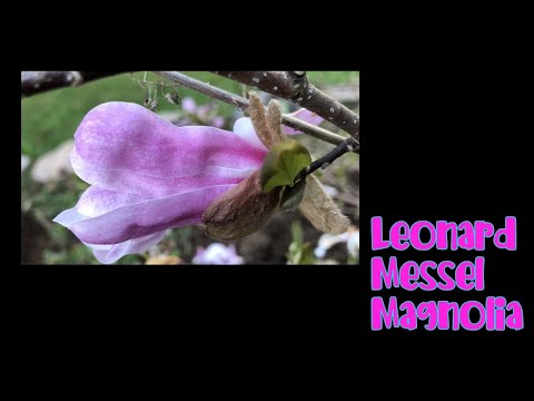 Video: Hardy Magnolia Trees – Magnooliate valimine 4. tsooni aedadesse