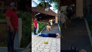 This Man Wants To See How Smart Horses Are 😲