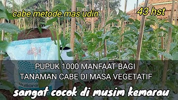 MUSIM KEMARAU !! PEMBERIAN PUPUK YANG TEPAT HASILNYA AKAN LEBIH MAKSIMAL || CABE METODE MAS UDIN