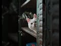 #cat #shorts #catshorts