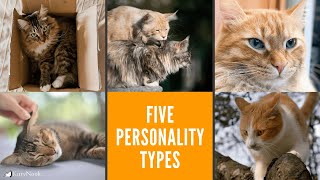 5 Types of Cat Personalities: Which One Is Your Cat