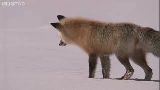Fox Snow Dive   Yellowstone   BBC Two