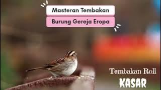 Masteran Burung Gereja Eropa. Tembakan Kasar #masteranburung #kicaumania #masteranburunggereja