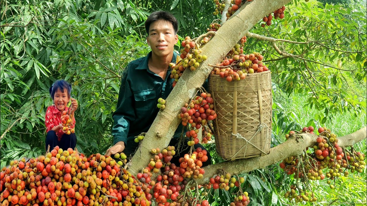 Harvest Sung Mang to market - Clean around the house | Triệu Văn Tính